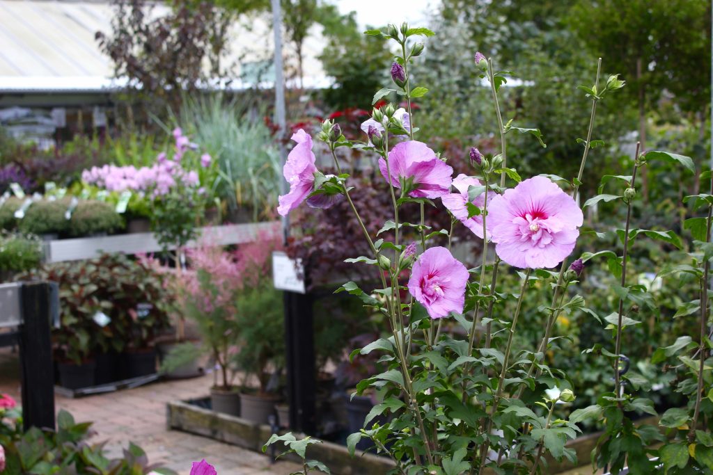 Billede fra Grønne Hjem Valby med hibiscus i forgrunden og havecenteret i baggrunden.