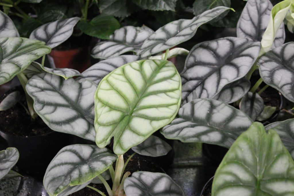 Alocasia Dragonscale stueplante. Vi guider dig til korrekt pasning af stueplanter